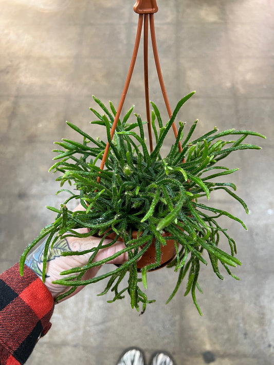 Rhipsalis