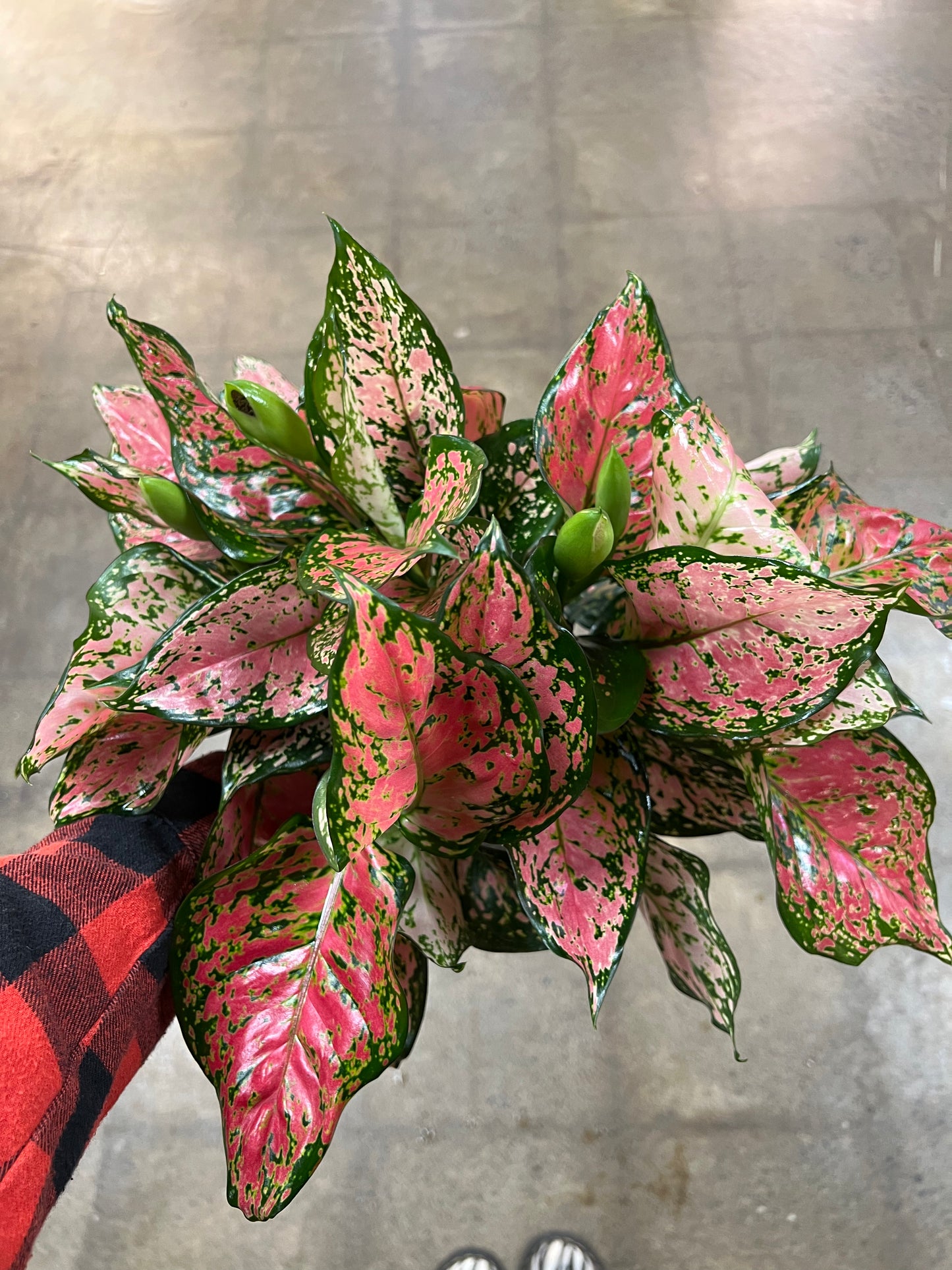Aglaonema Wishes