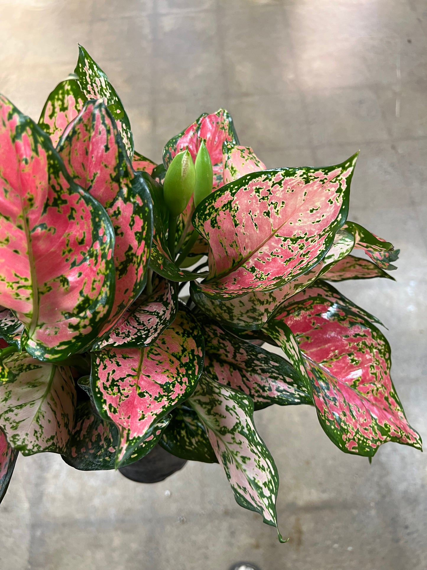 Aglaonema Wishes