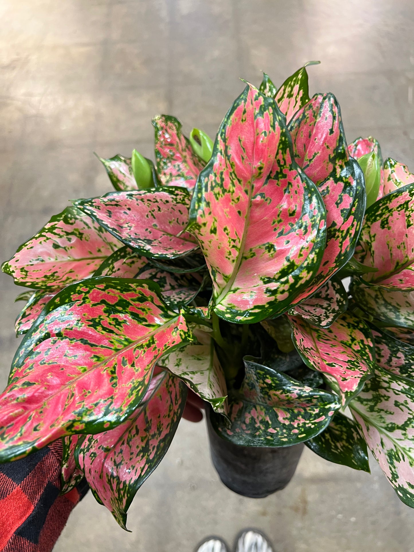 Aglaonema Wishes