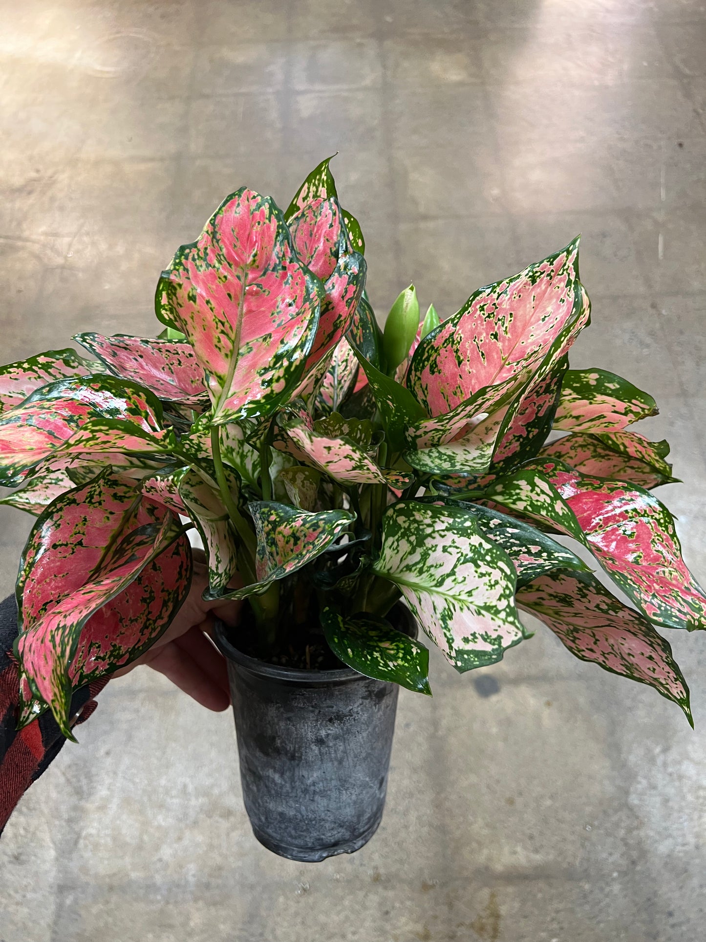 Aglaonema Wishes