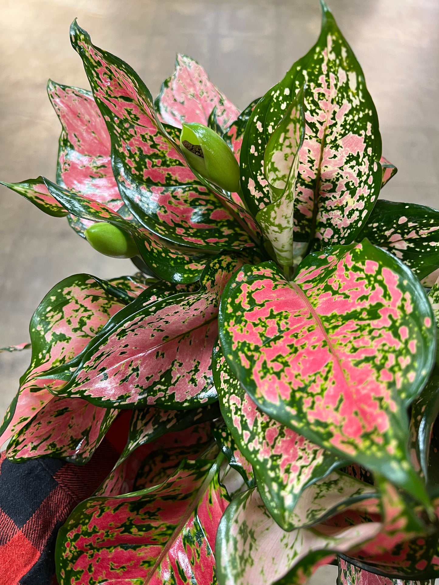 Aglaonema Wishes
