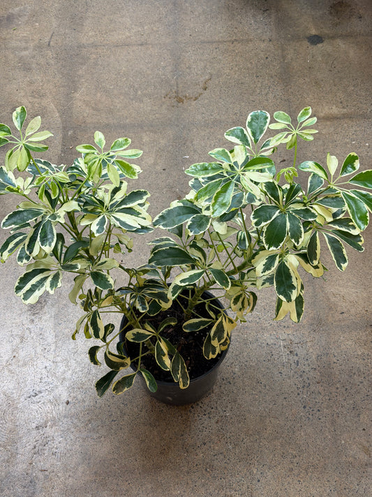 Schefflera Arboricola Ivory