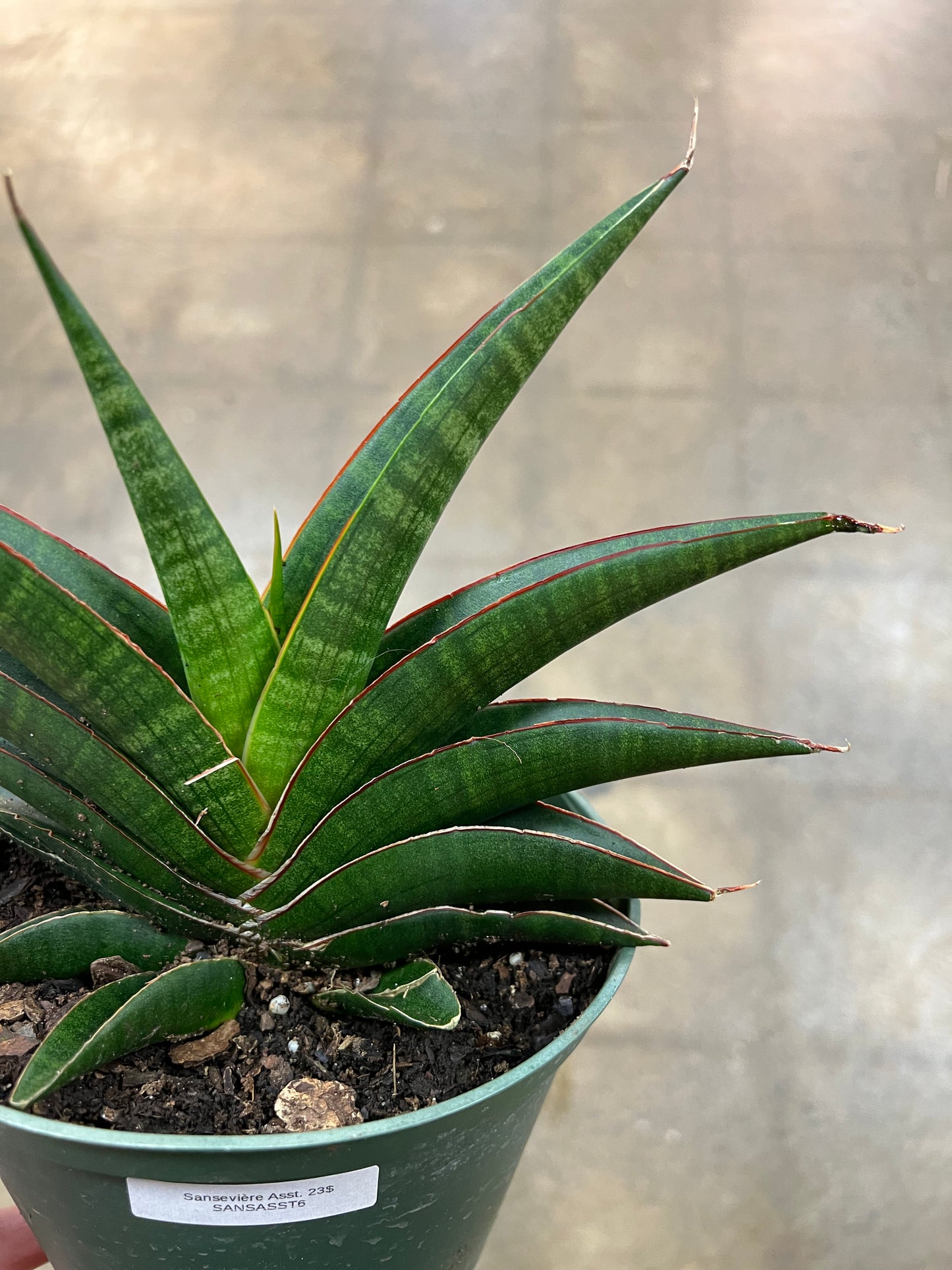 Sansevière Asst.