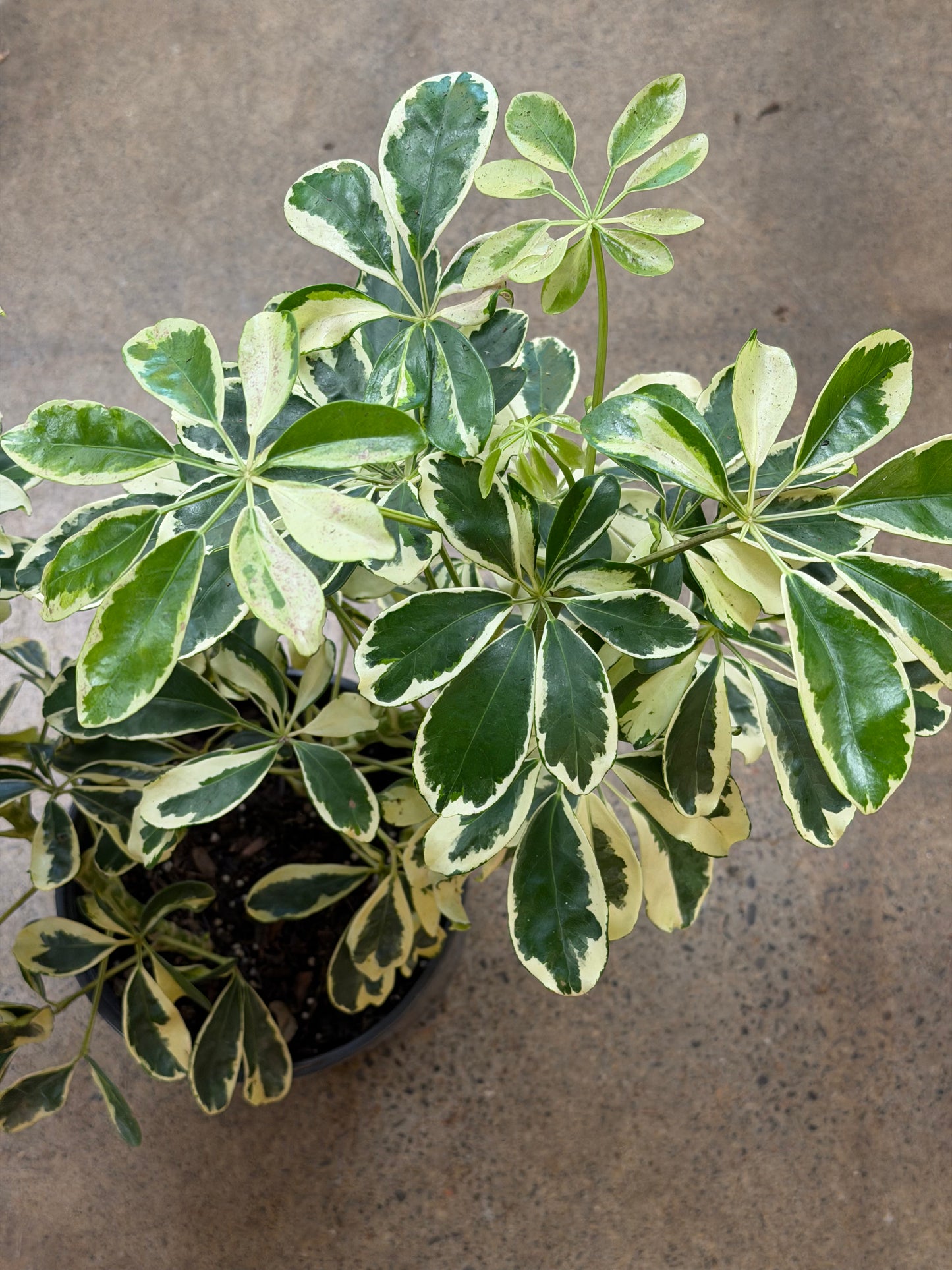 Schefflera Arboricola Ivory