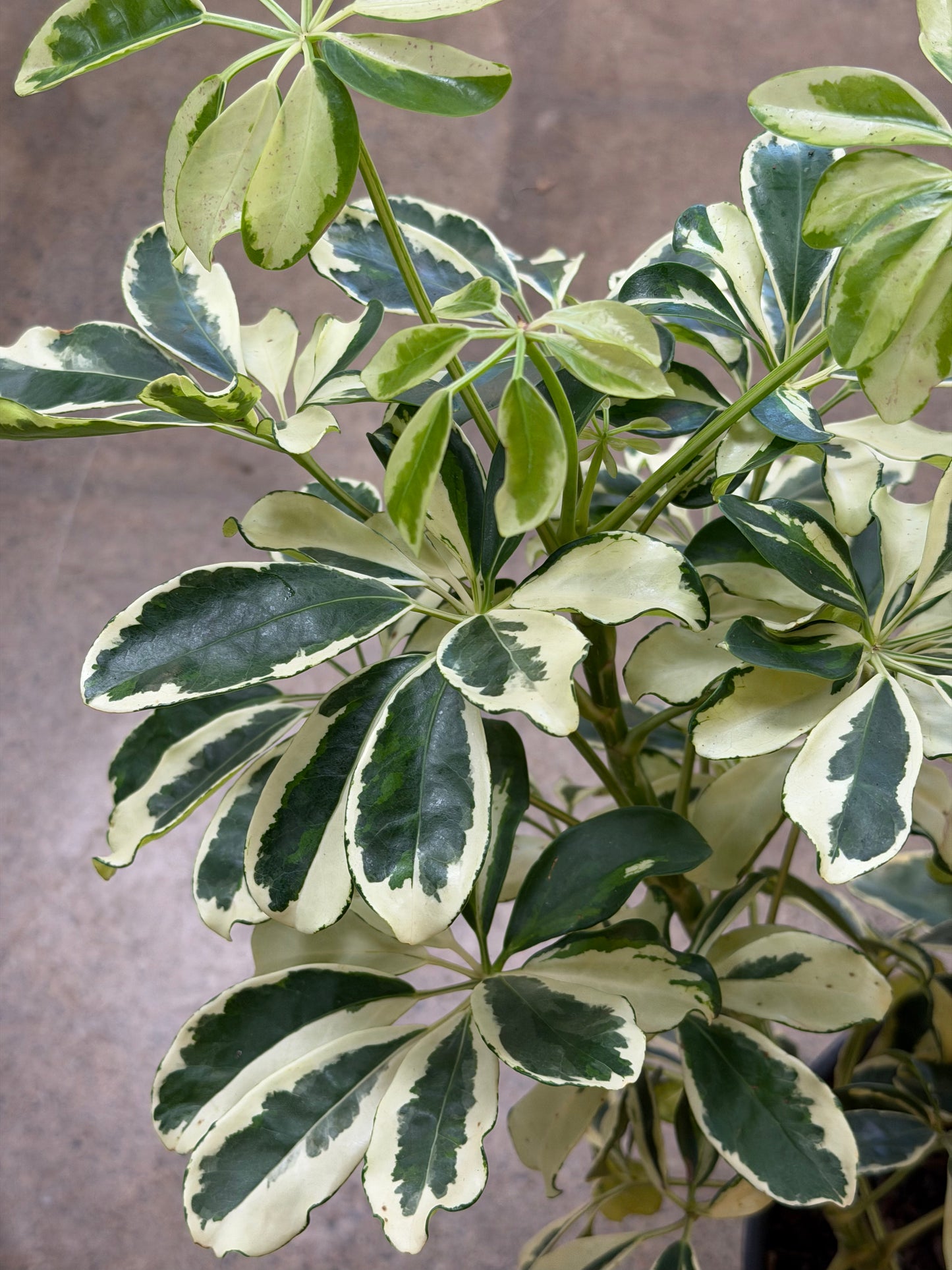 Schefflera Arboricola Ivory