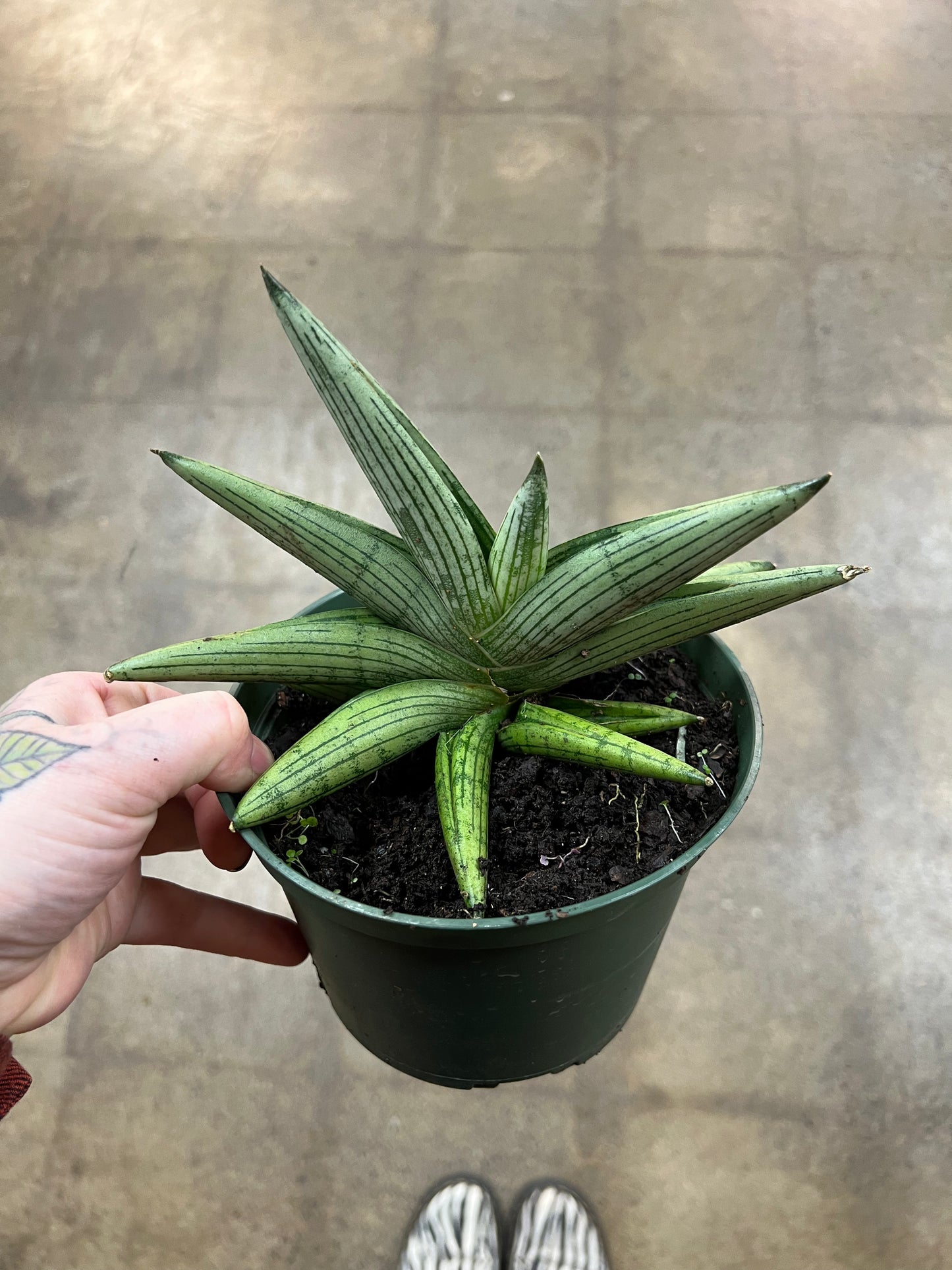 Sansevière Boncel Starfish Ghost