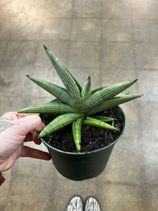 Sansevière Boncel Starfish Ghost