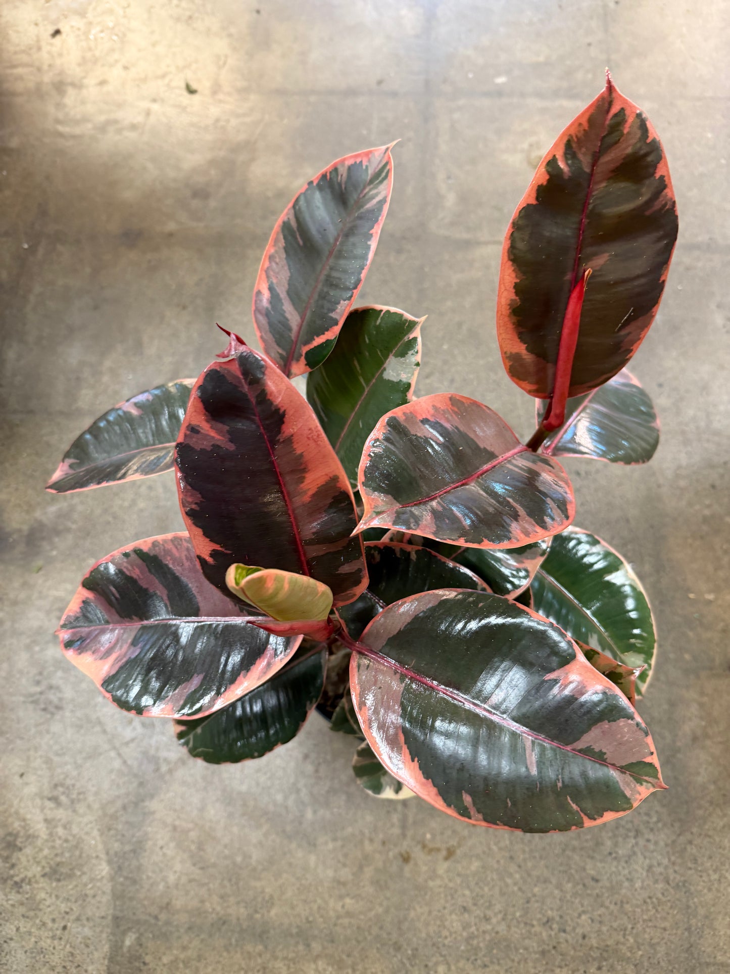 Ficus Ruby Bush