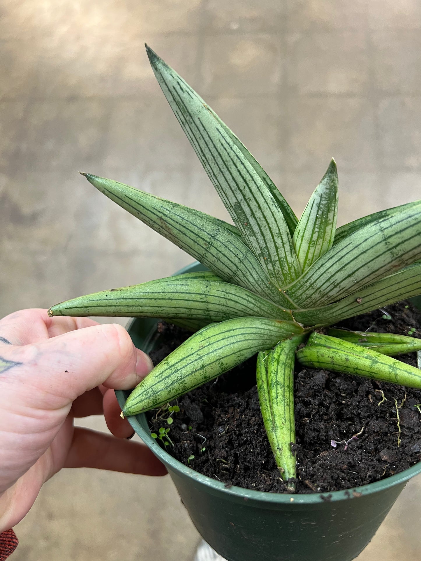 Sansevière Boncel Starfish Ghost