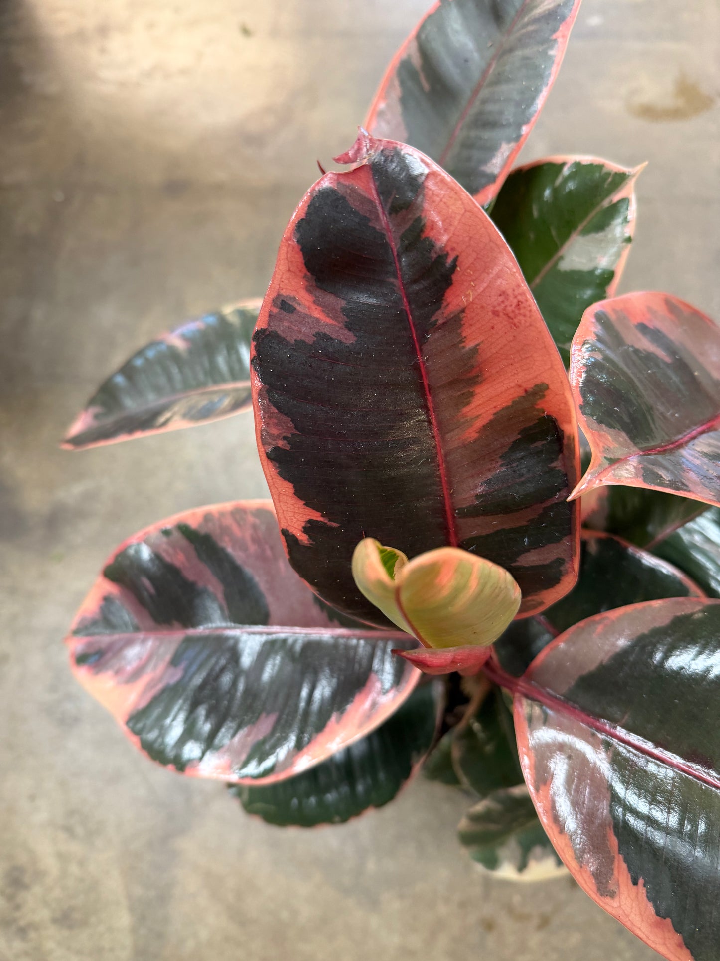 Ficus Ruby Bush