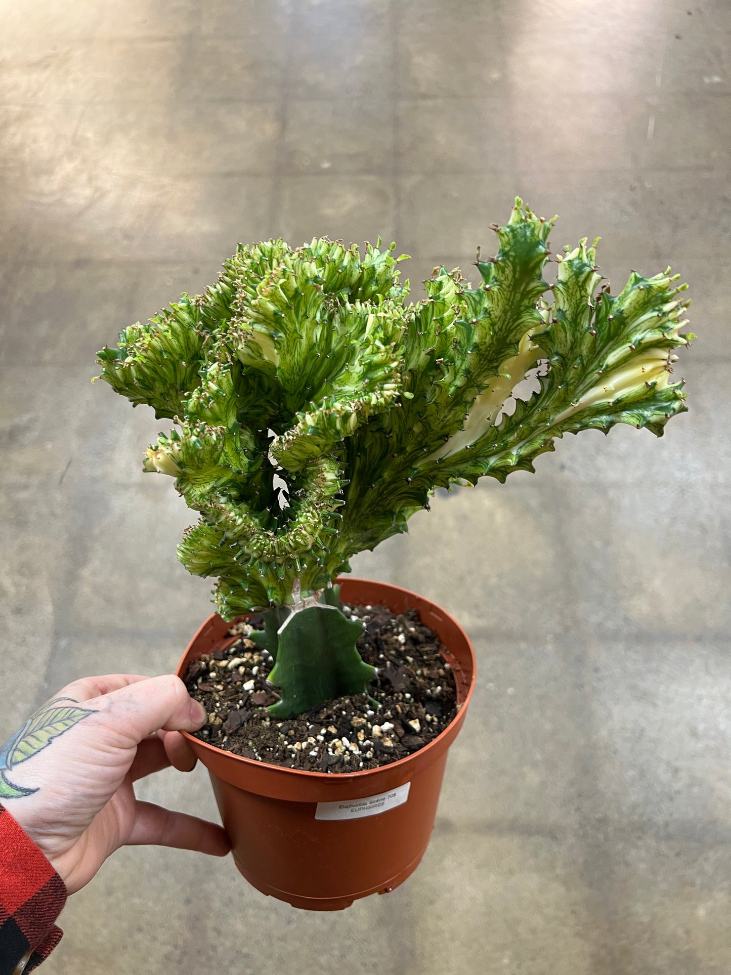 Euphorbia Sirène