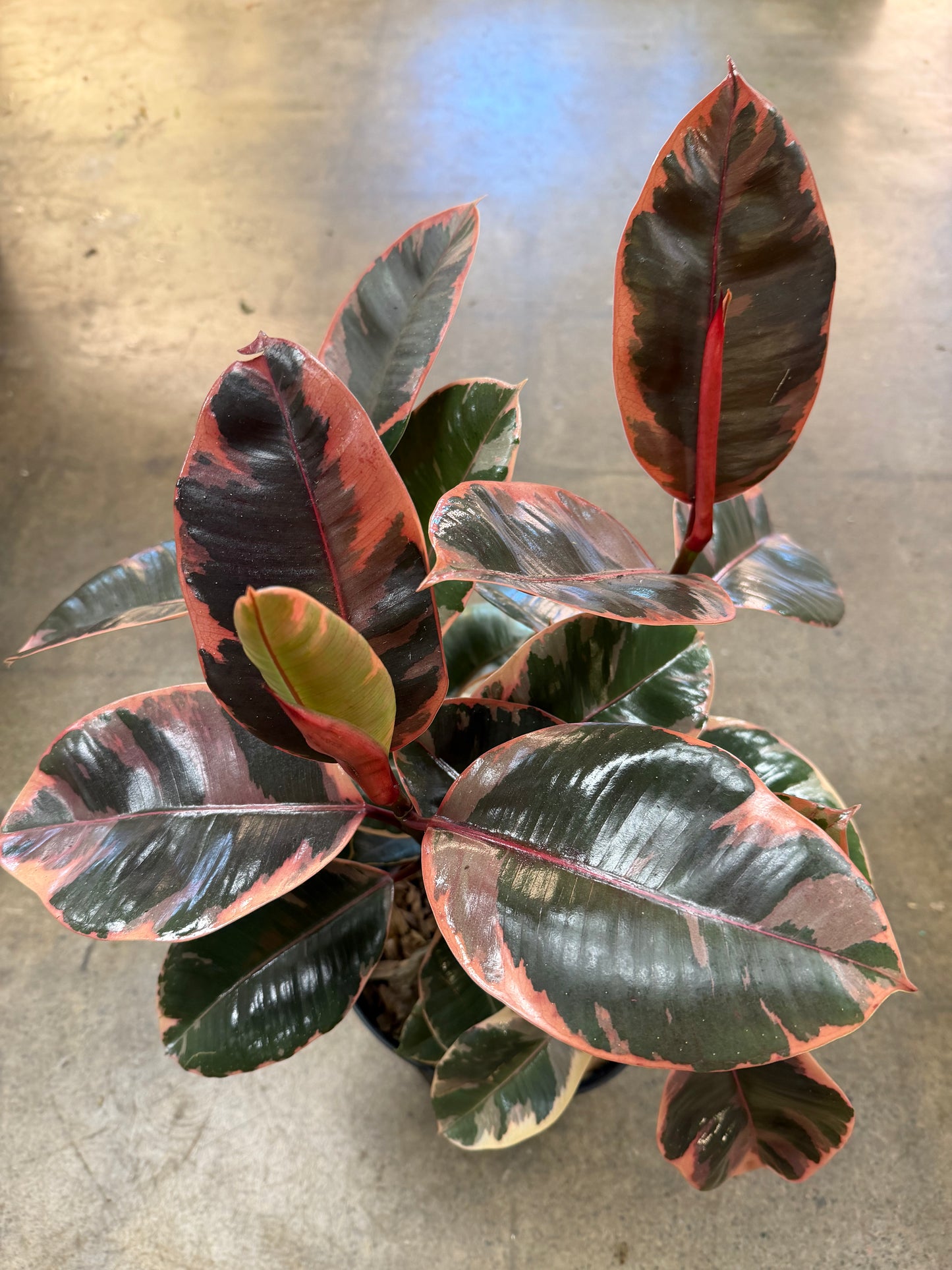 Ficus Ruby Bush