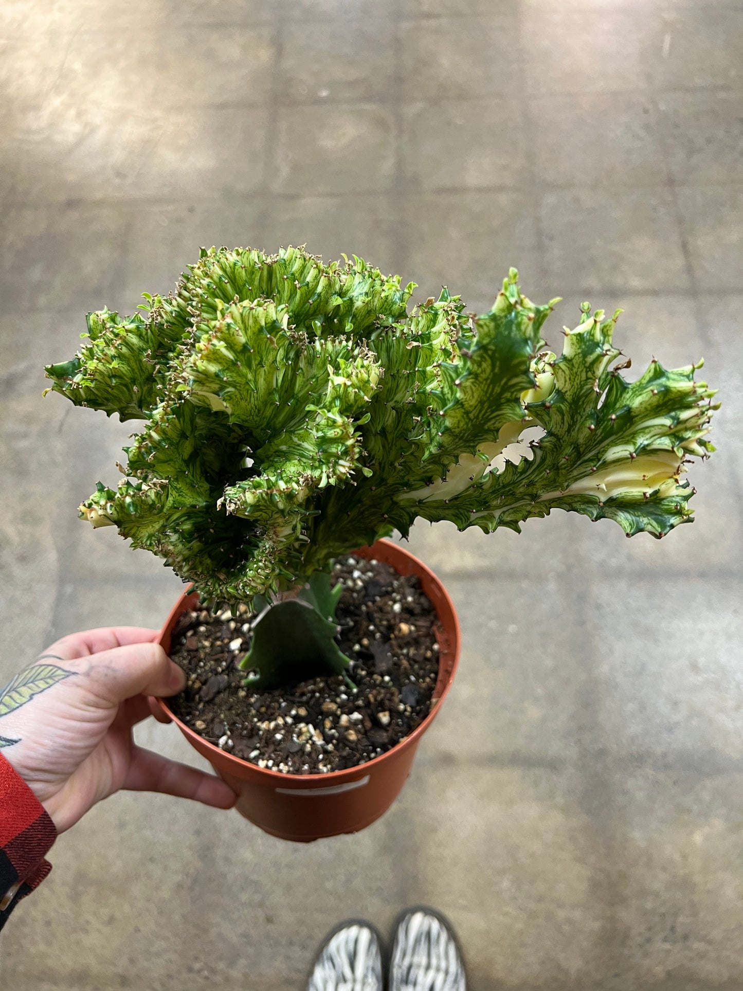 Euphorbia Sirène