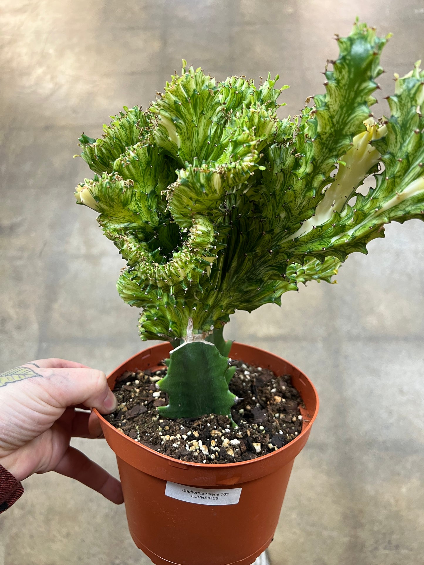 Euphorbia Sirène