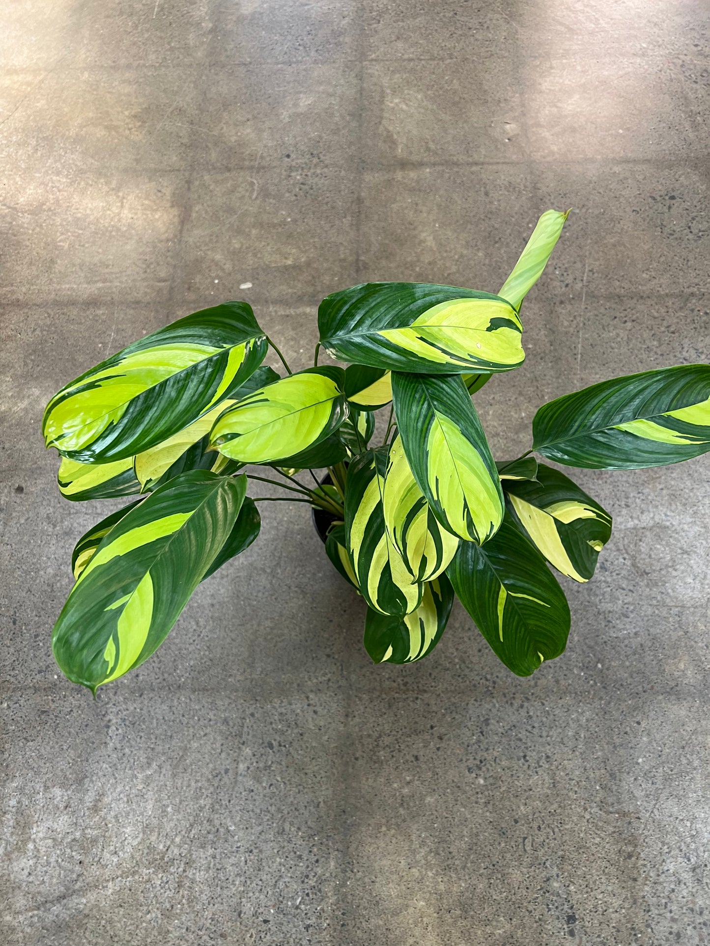Calathea Lubbersii