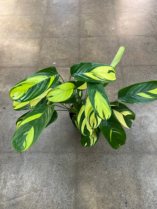 Calathea Lubbersii