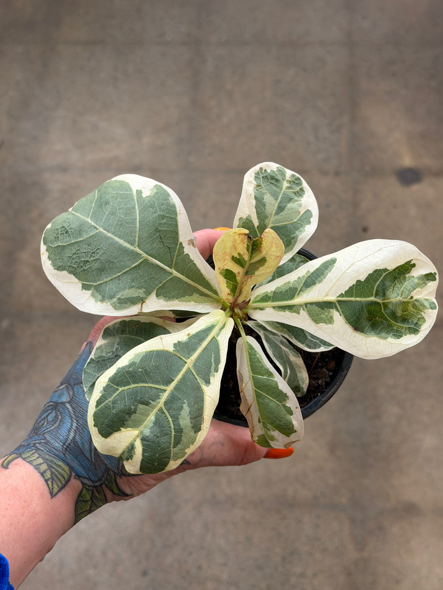 Ficus Lyrata Variegated
