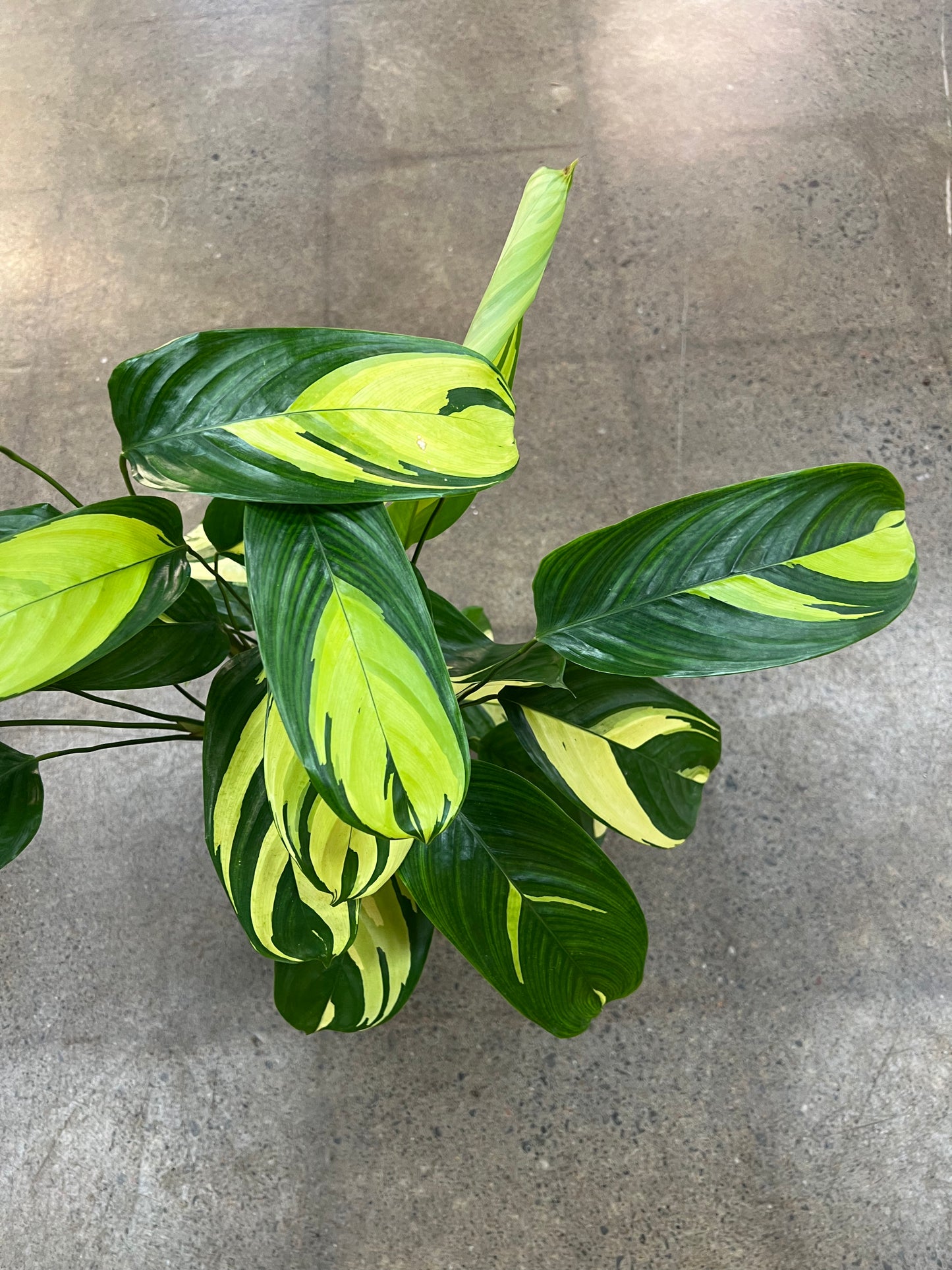 Calathea Lubbersii