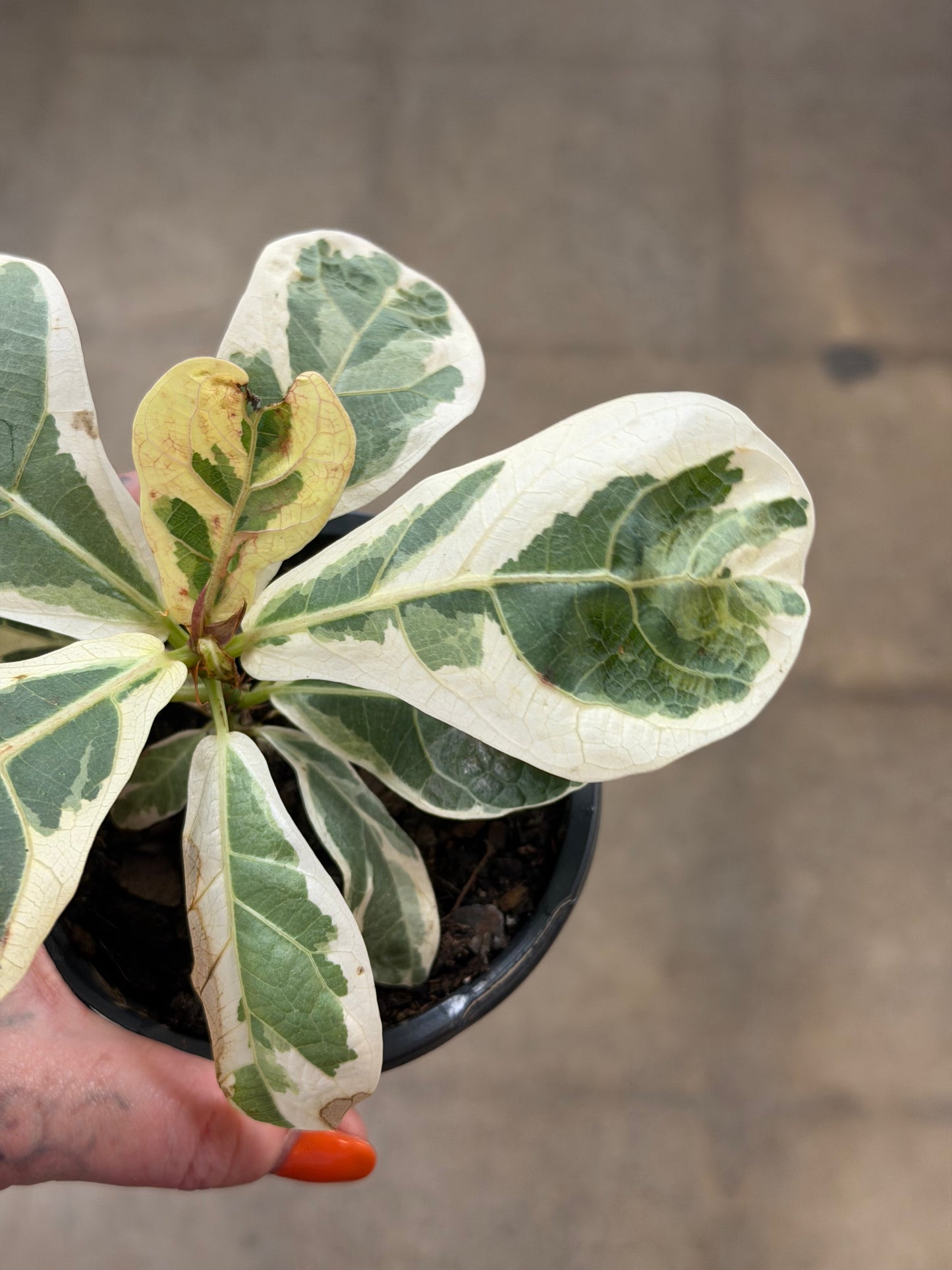 Ficus Lyrata Variegated