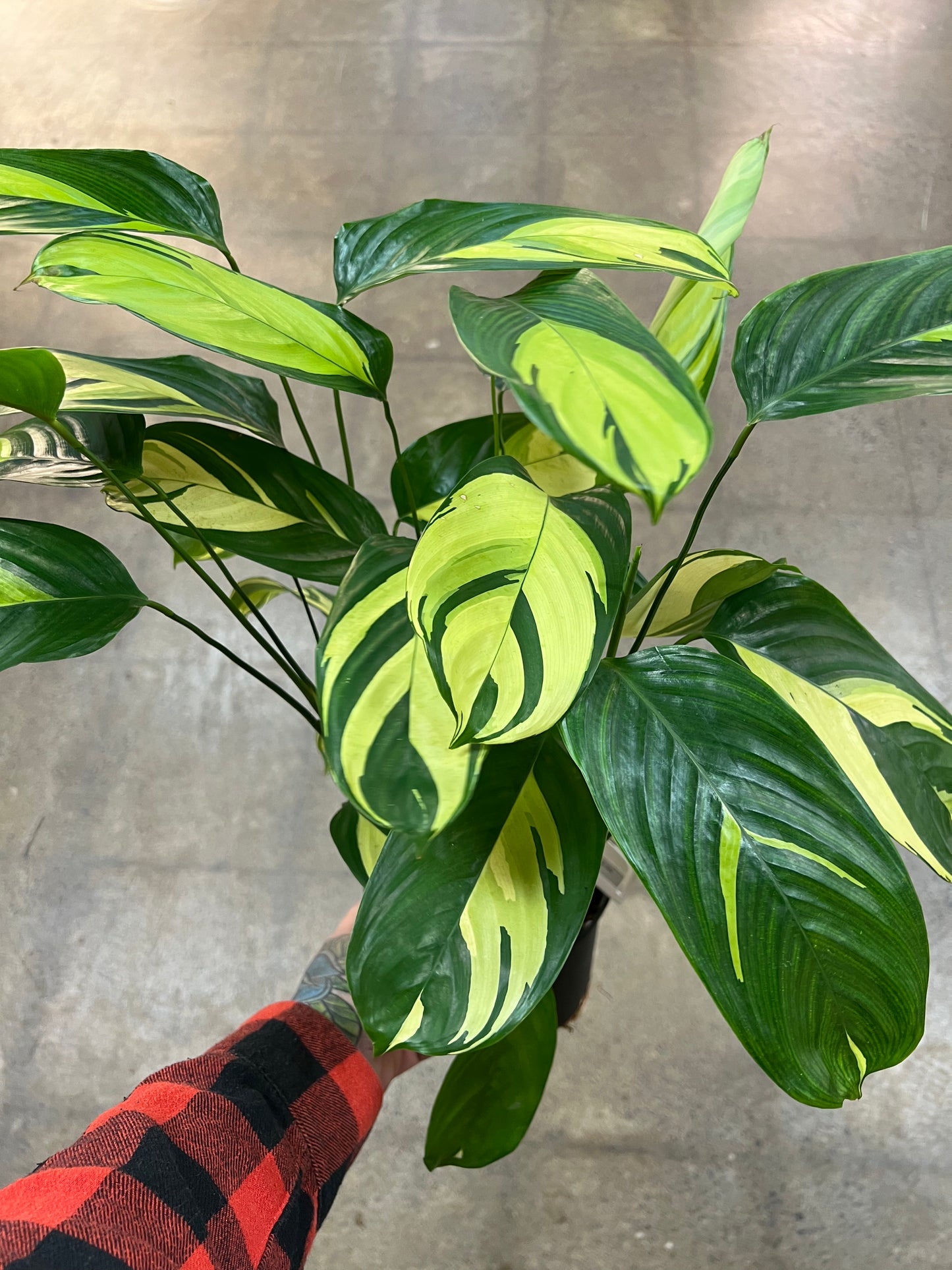 Calathea Lubbersii