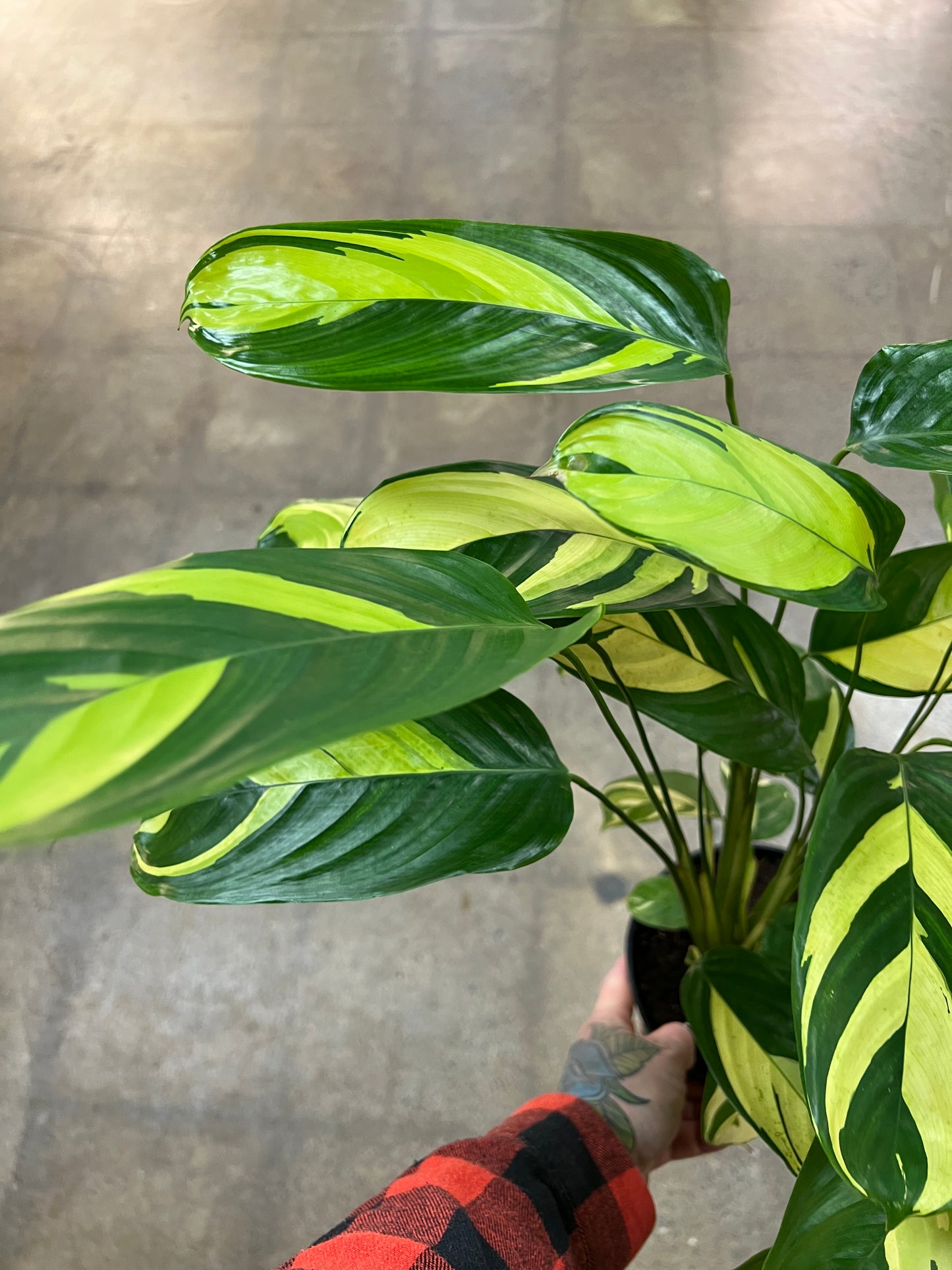 Calathea Lubbersii