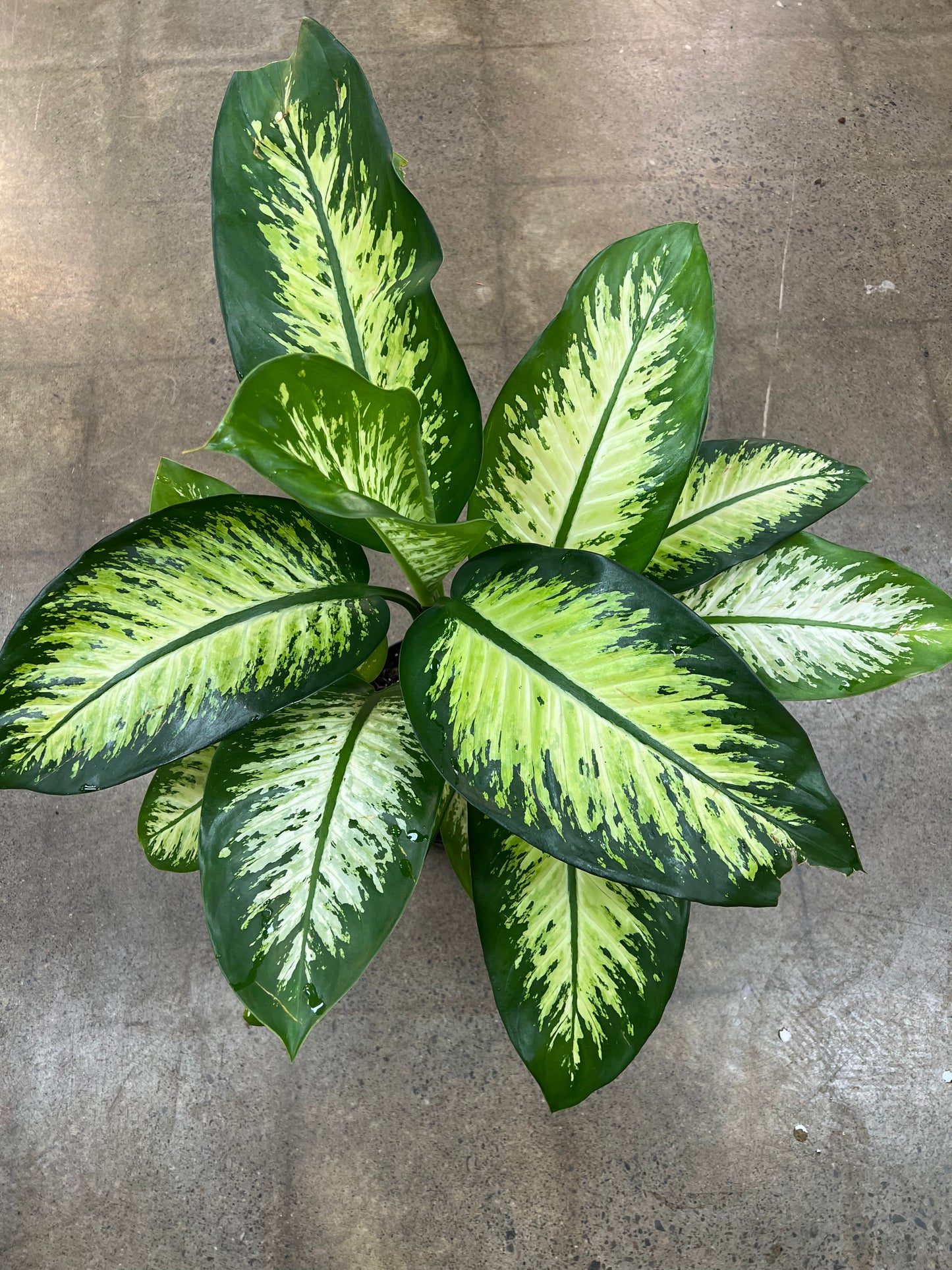 Dieffenbachia Tropic Snow