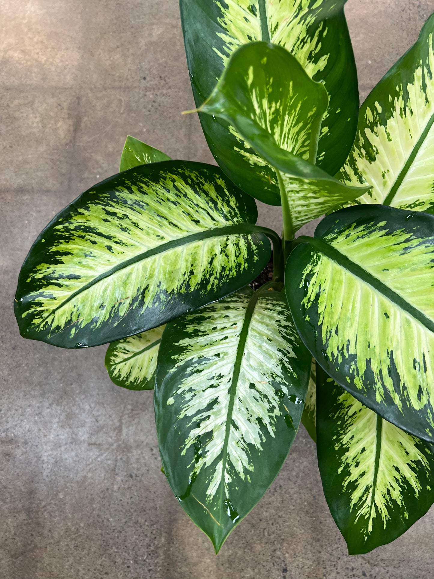 Dieffenbachia Tropic Snow