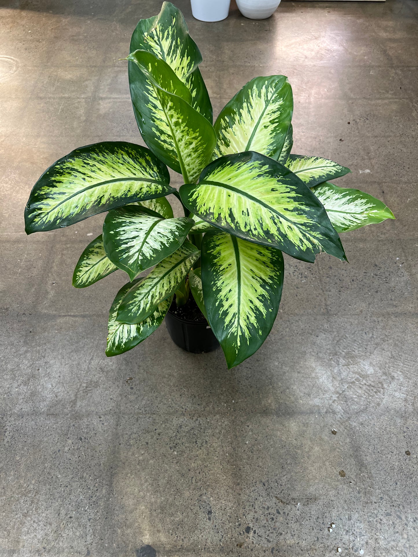 Dieffenbachia Tropic Snow