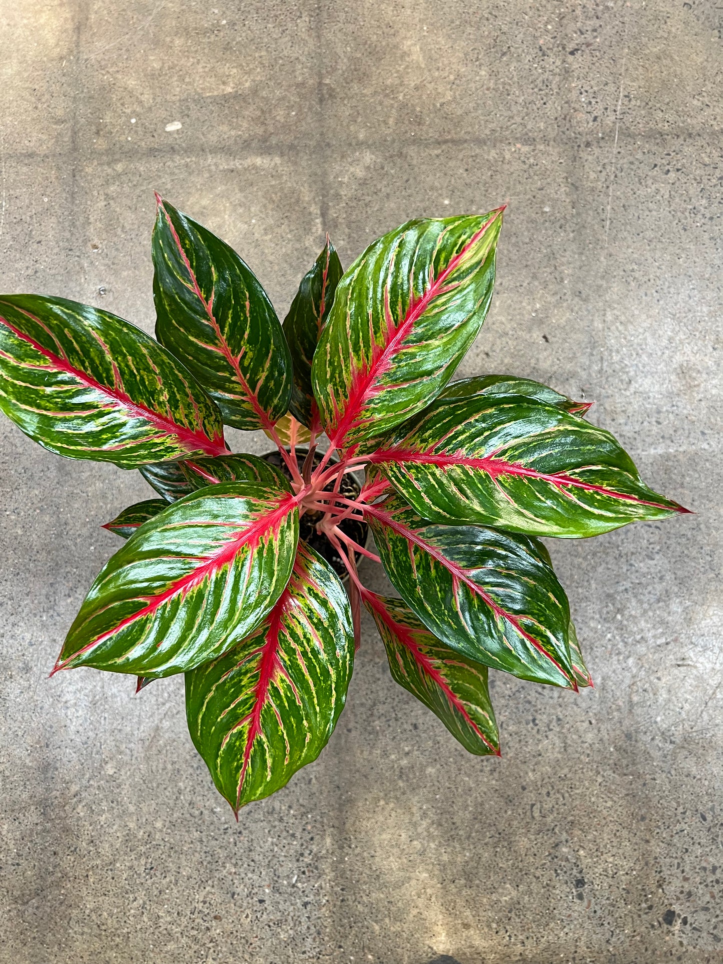 Aglaonema Garnet Coltrane