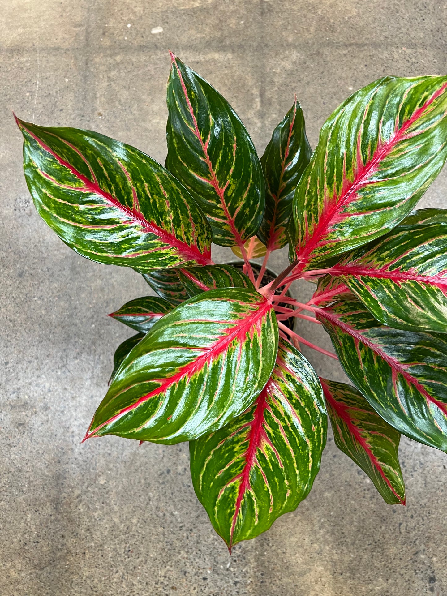 Aglaonema Garnet Coltrane