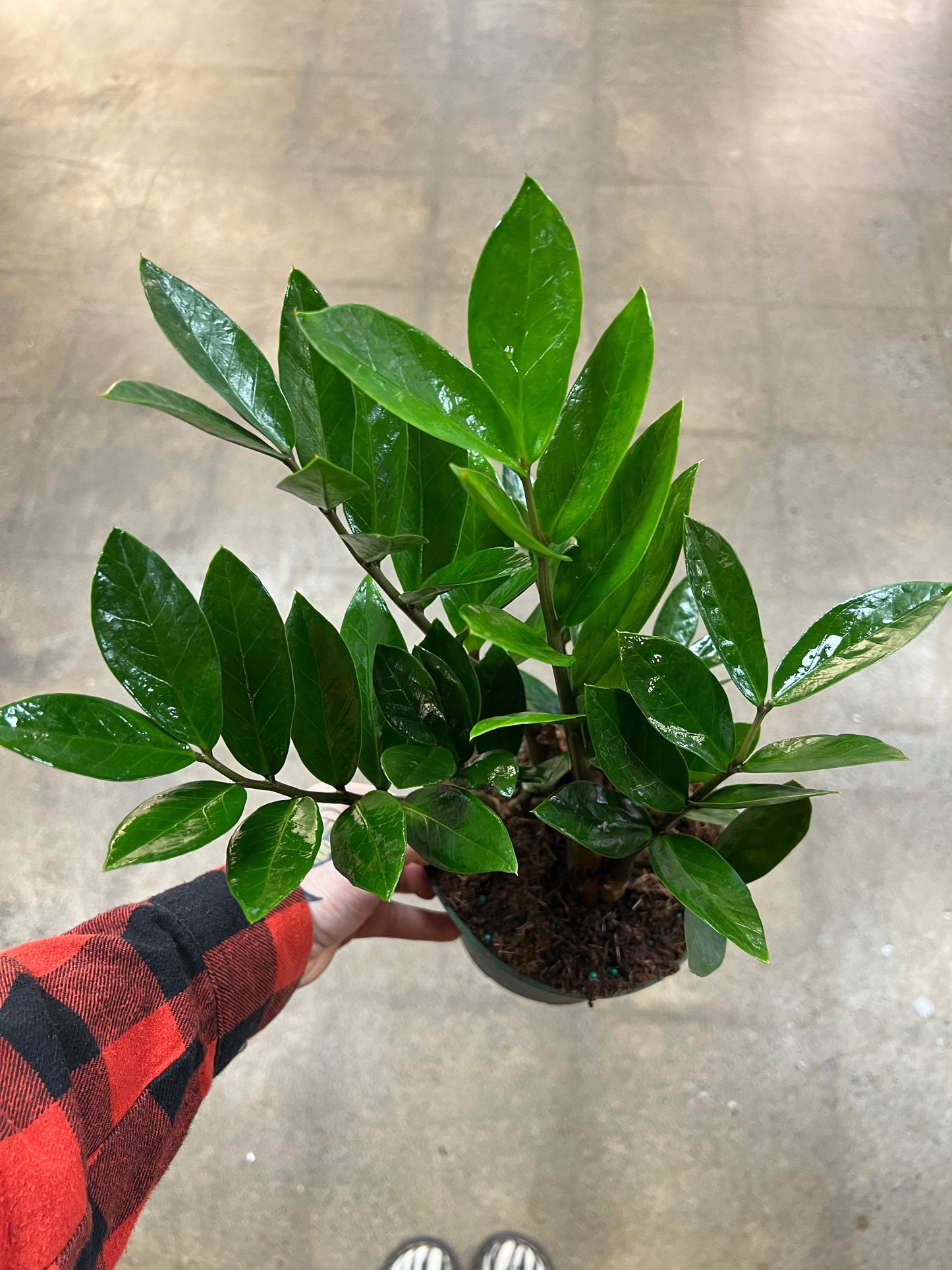 Zamioculcas Zamiifolia