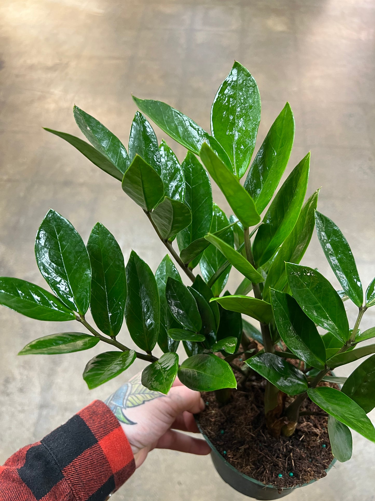 Zamioculcas Zamiifolia