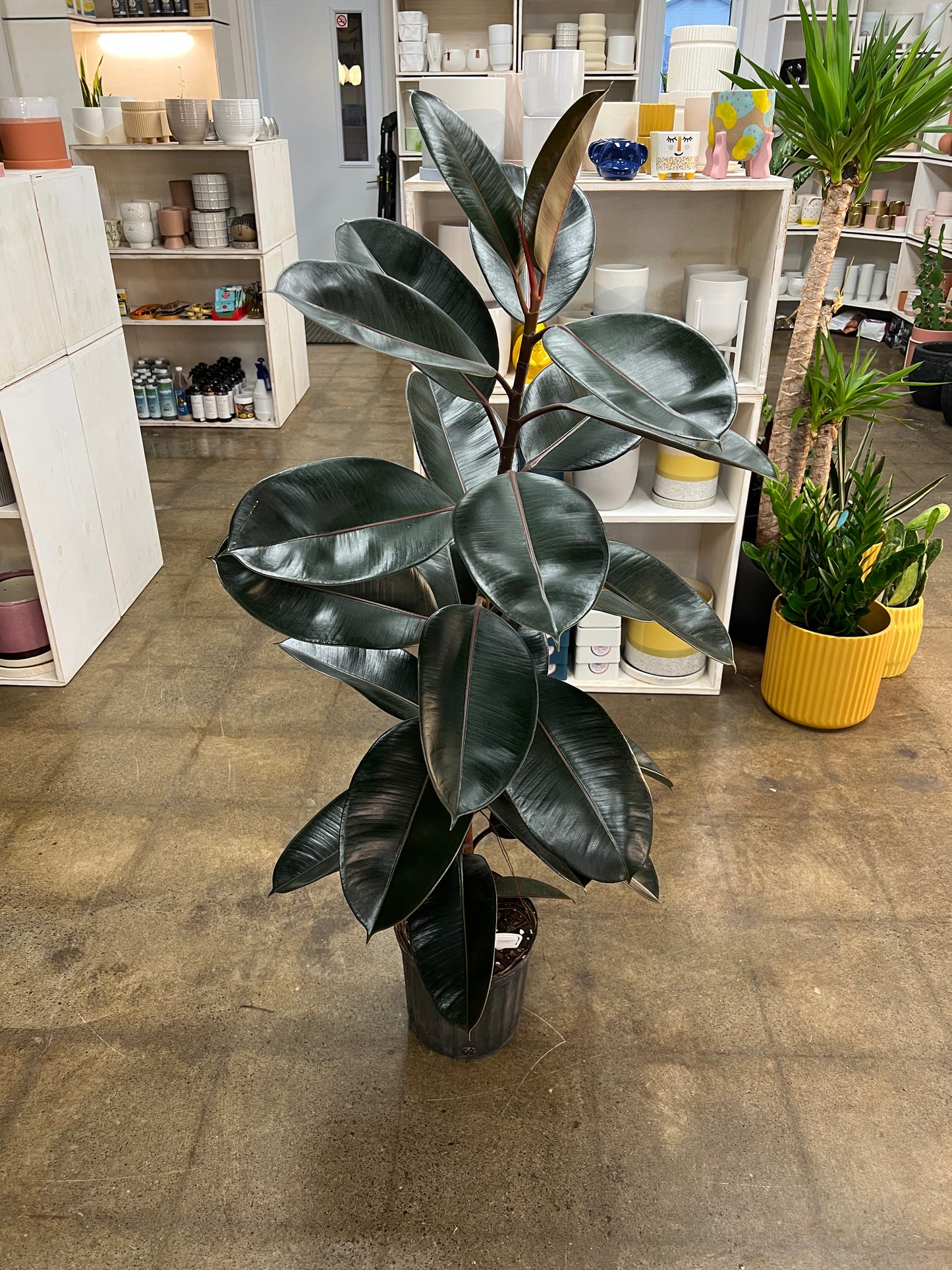 Ficus Burgundy