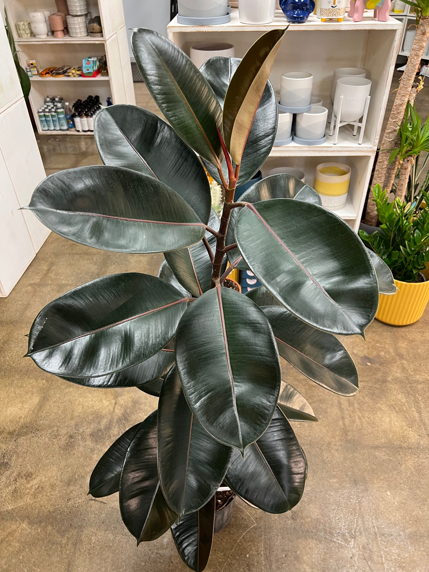 Ficus Burgundy