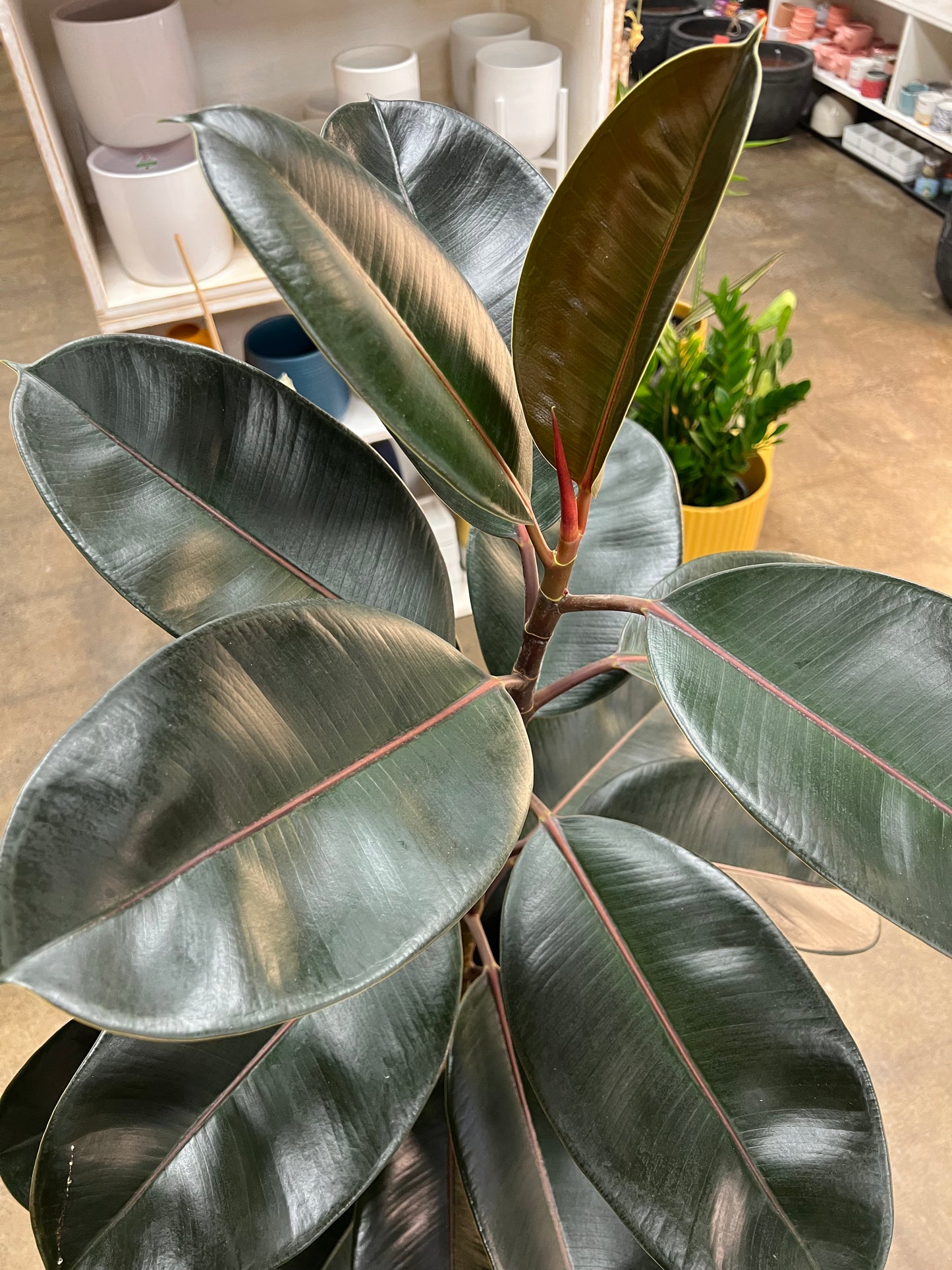 Ficus Burgundy