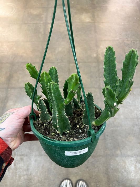 Stapelia Gigantea