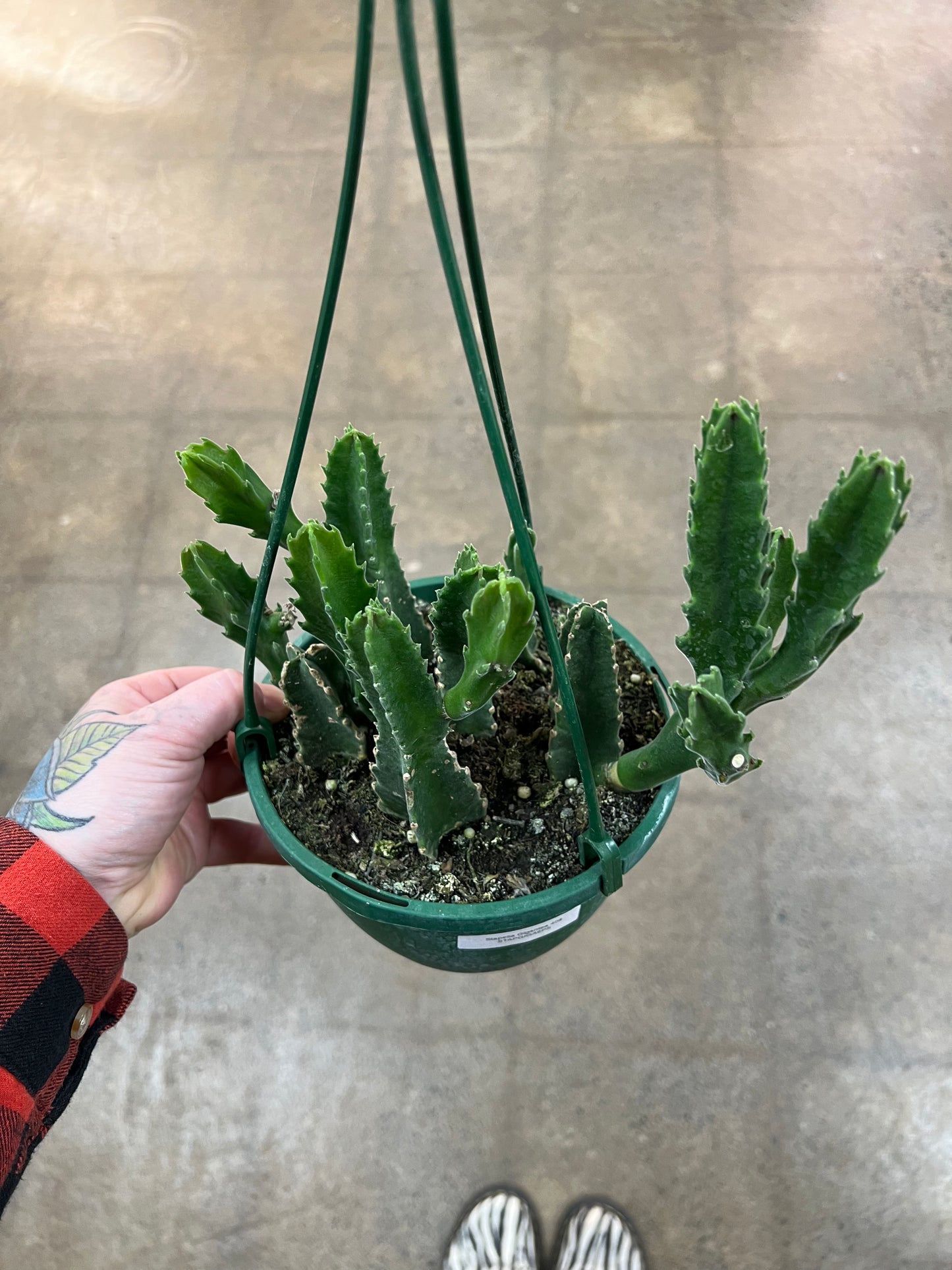 Stapelia Gigantea