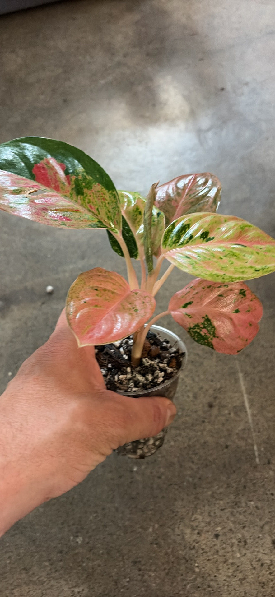 Aglaonema Pink Emerald