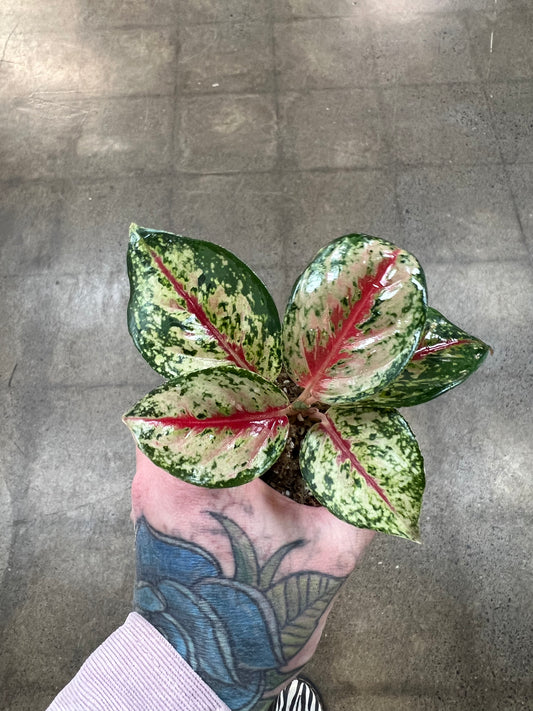 Aglaonema 10 Karat