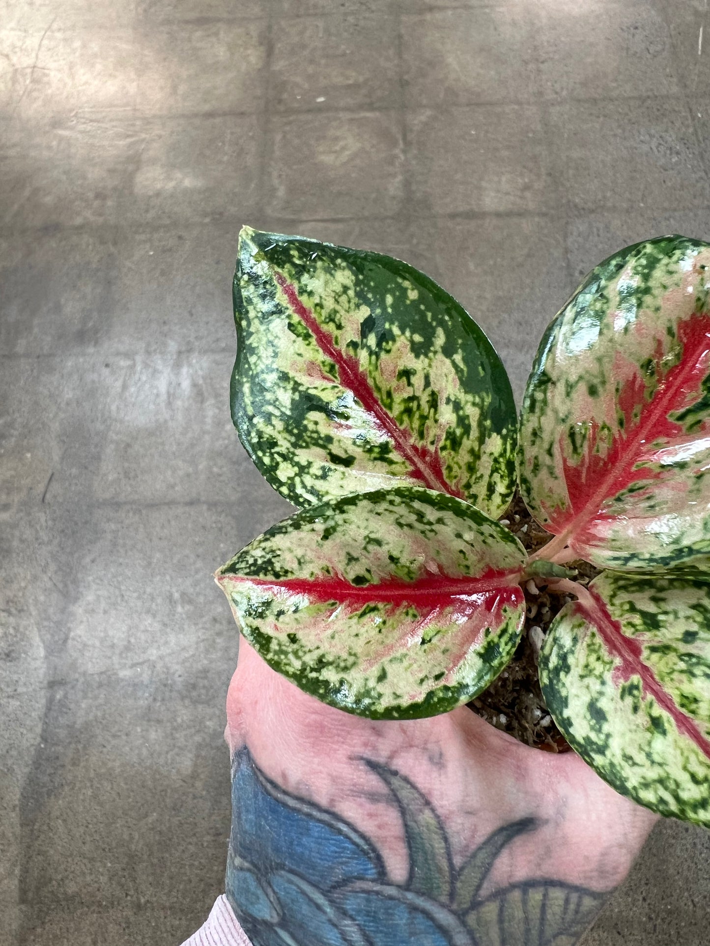Aglaonema 10 Karat