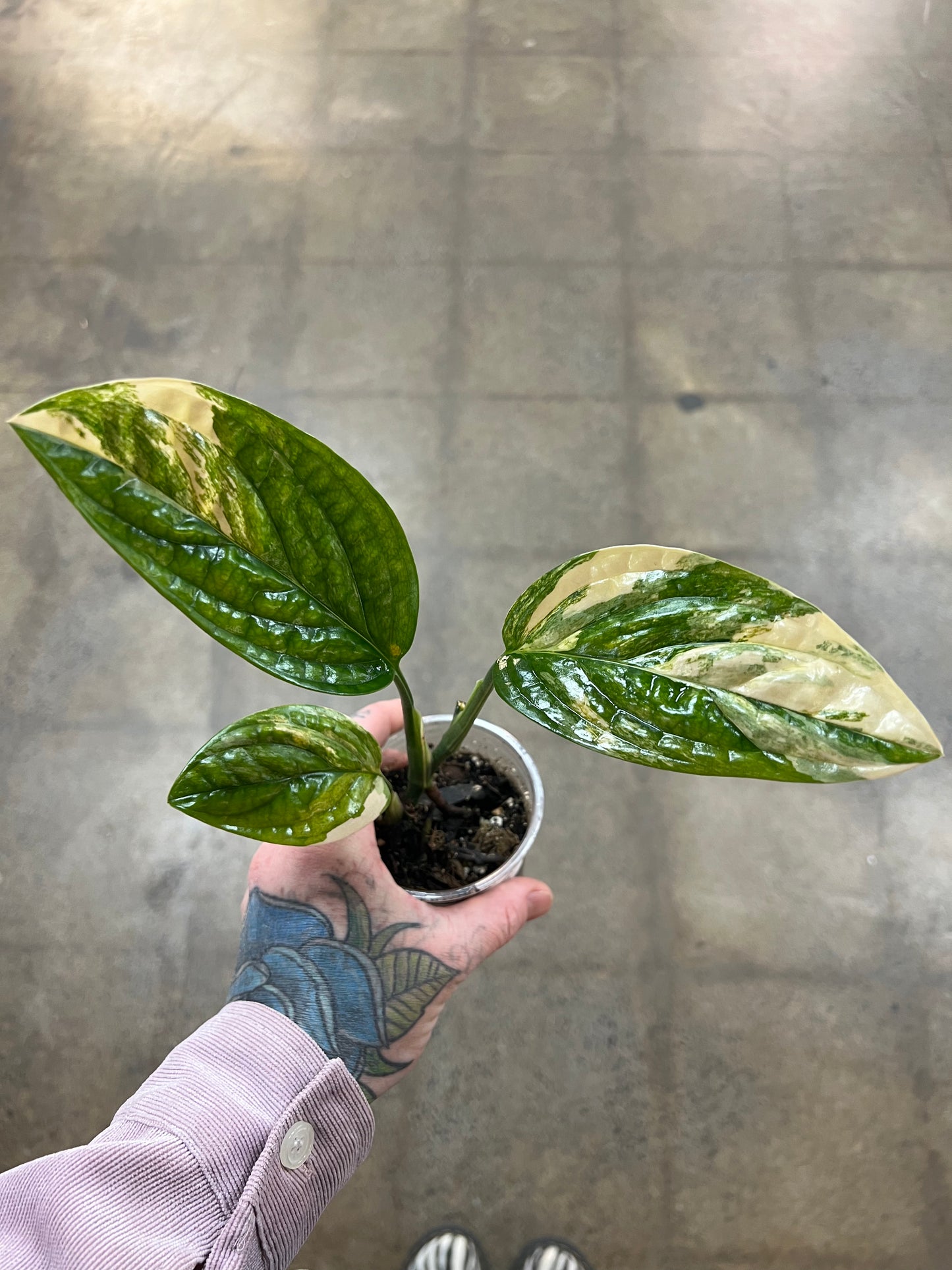 Monstera Peru Variegated
