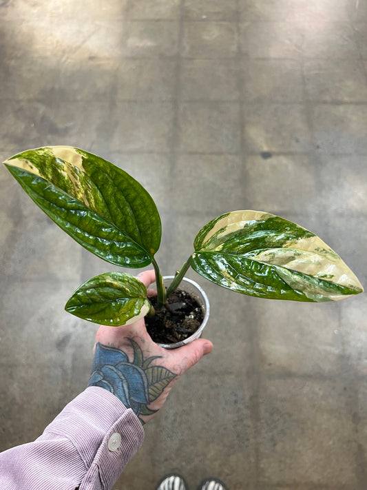 Monstera Peru Variegated