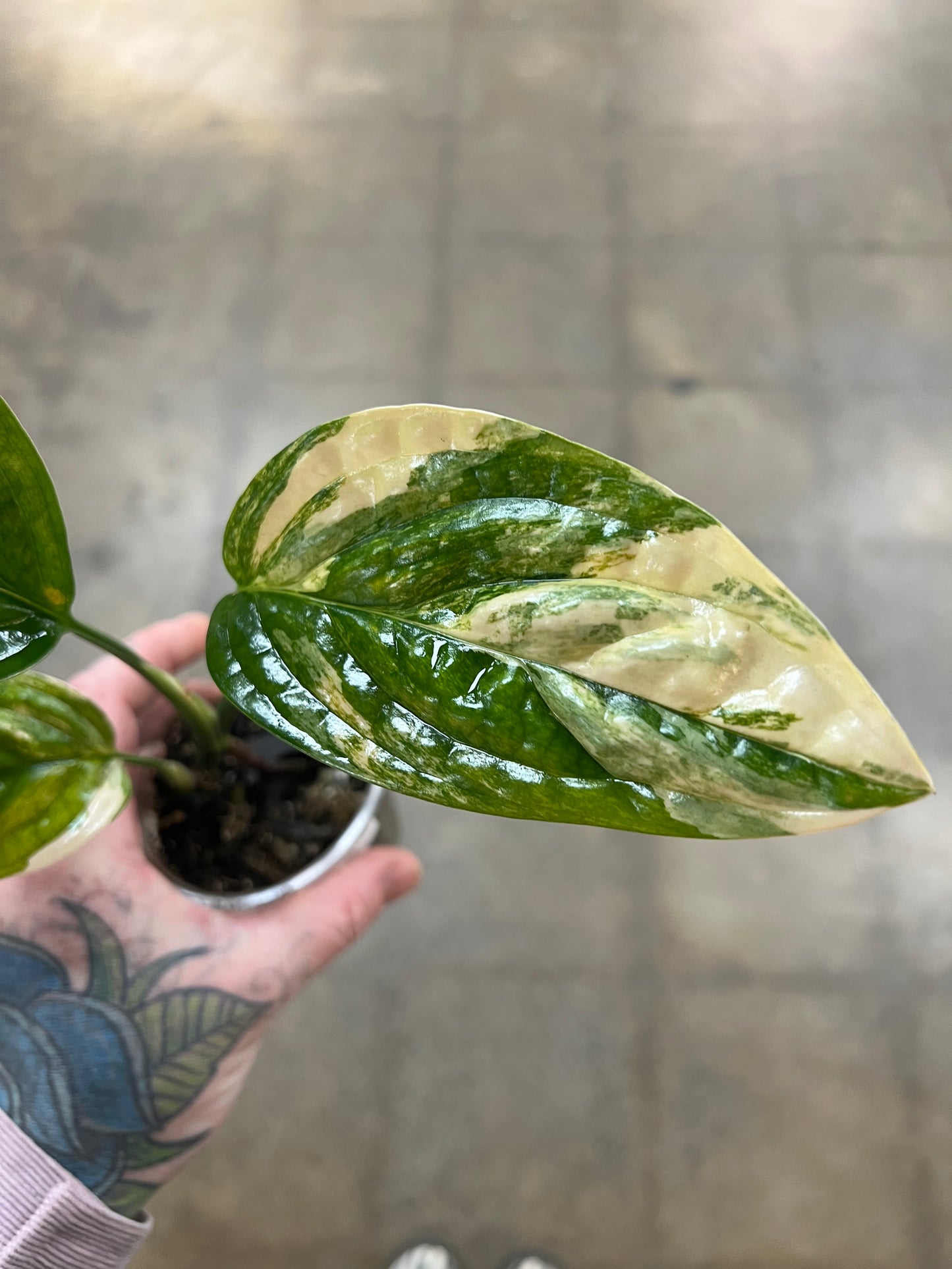 Monstera Peru Variegated