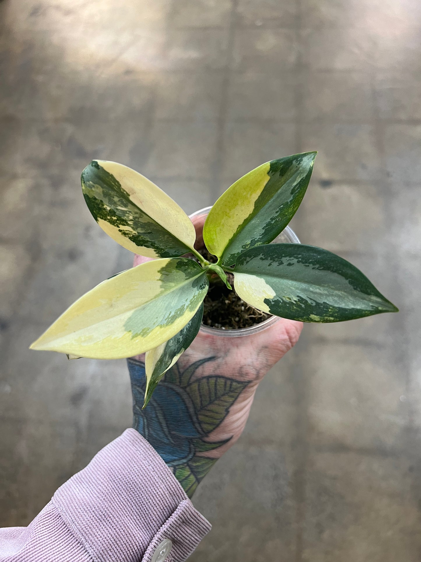 Aglaonema Suvarnabhumi Panaché