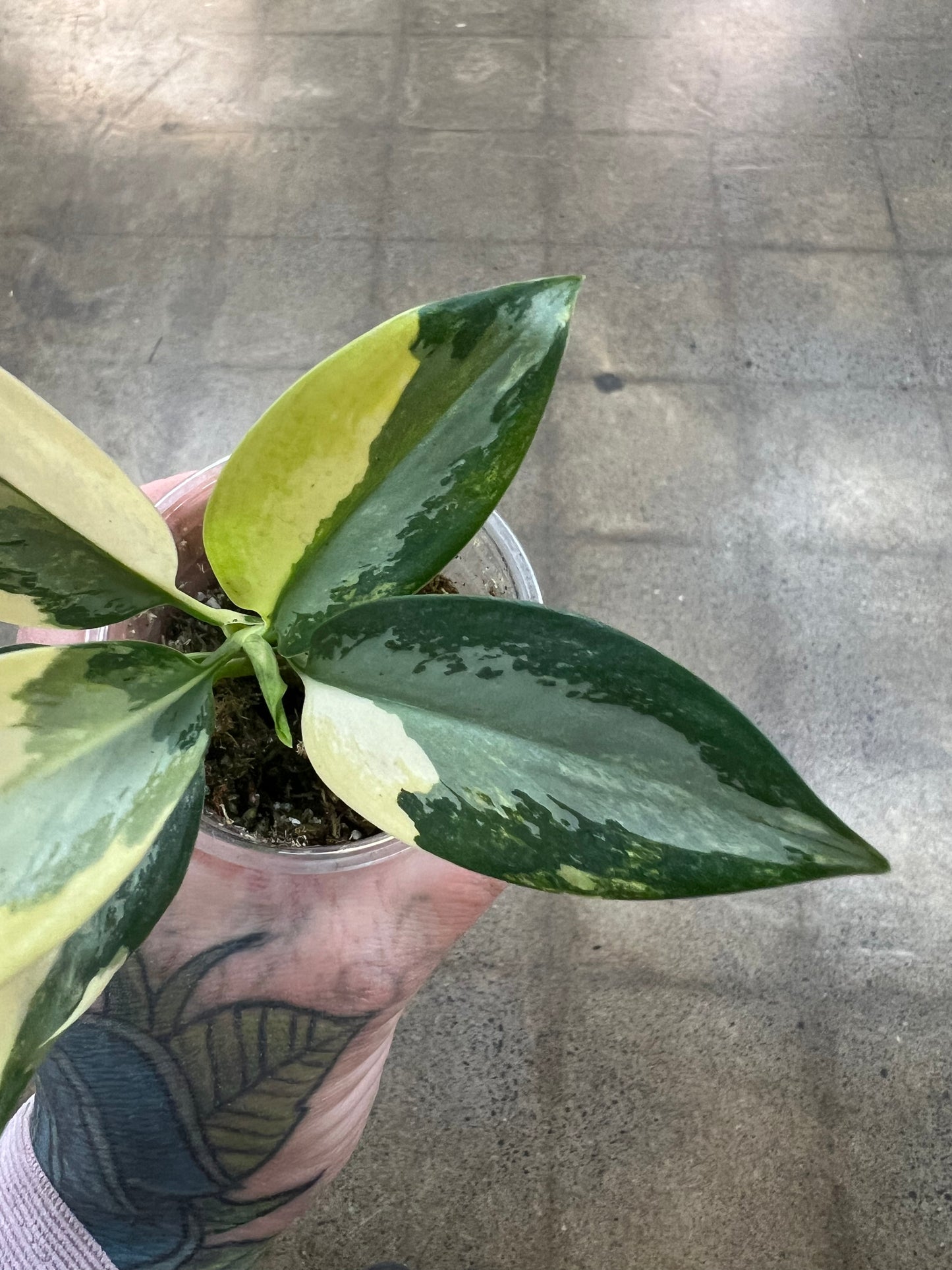 Aglaonema Suvarnabhumi Panaché