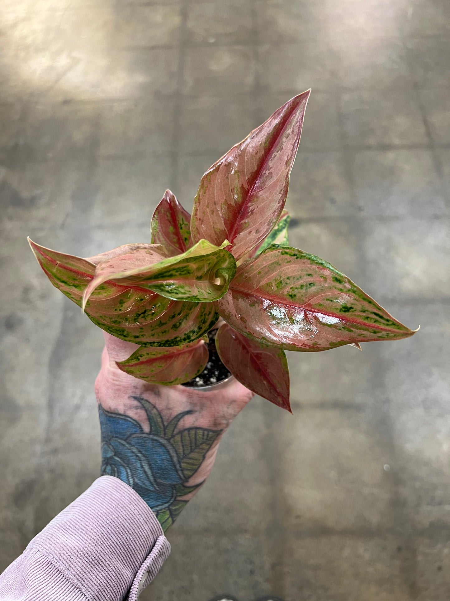Aglaonema Khamlaitong