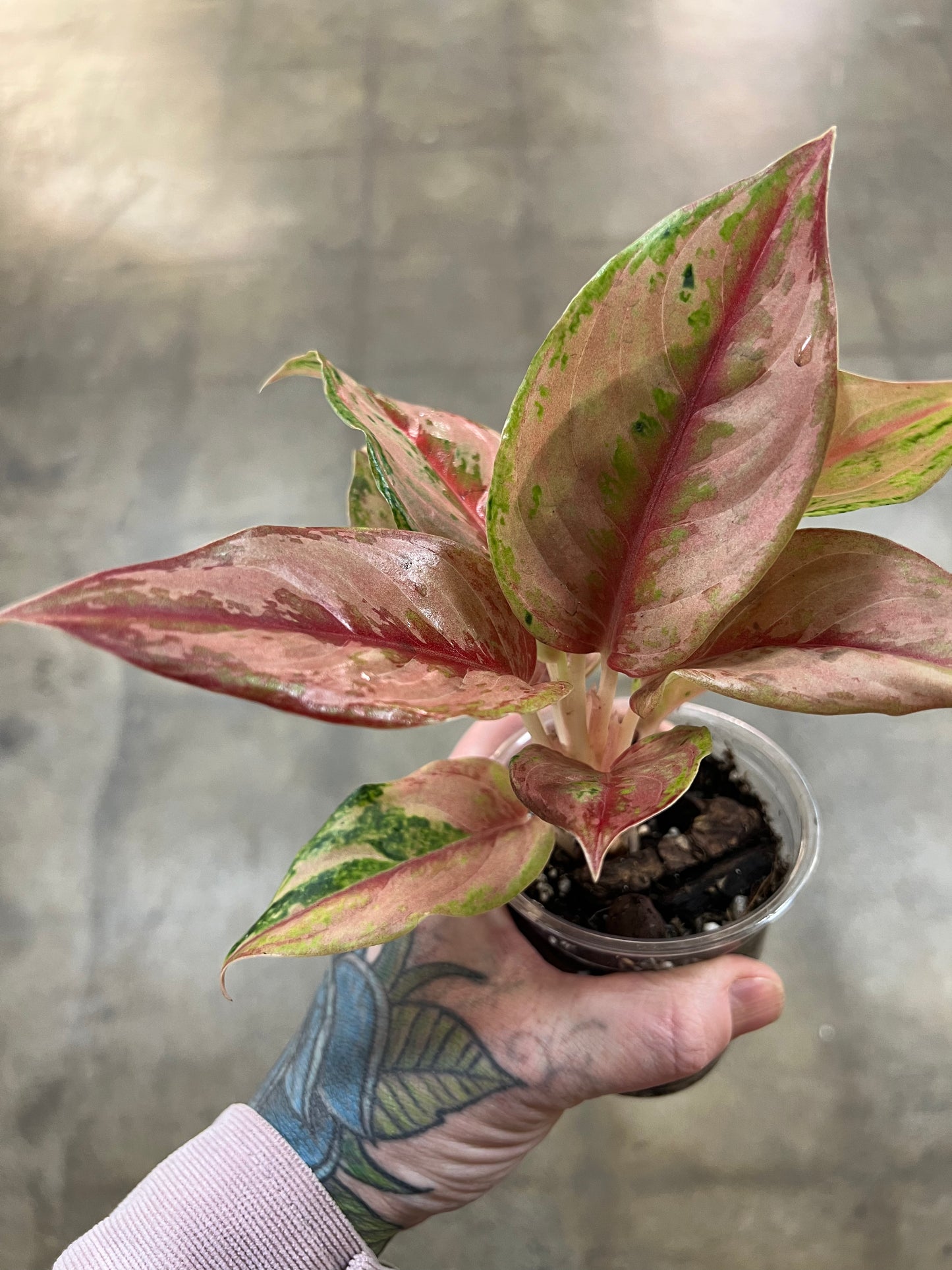 Aglaonema Khamlaitong