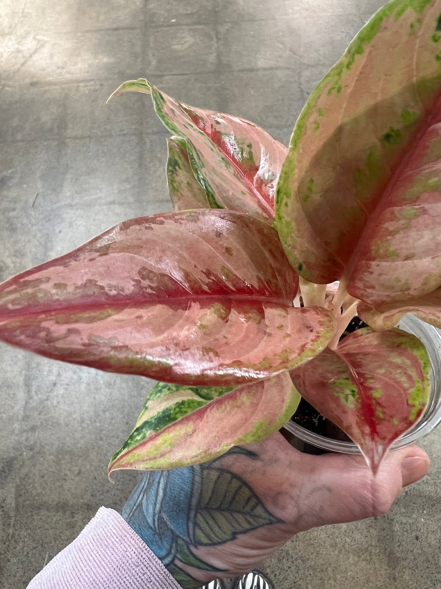 Aglaonema Khamlaitong