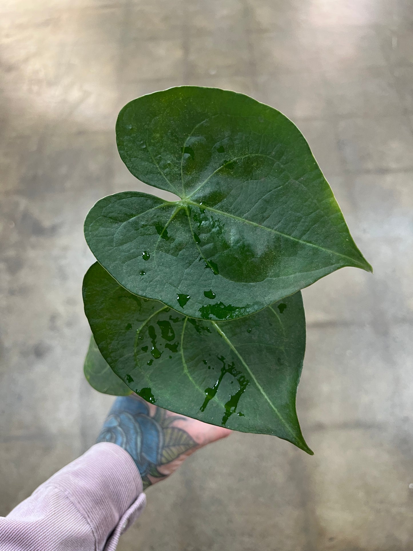 Anthurium Ptérodactyle